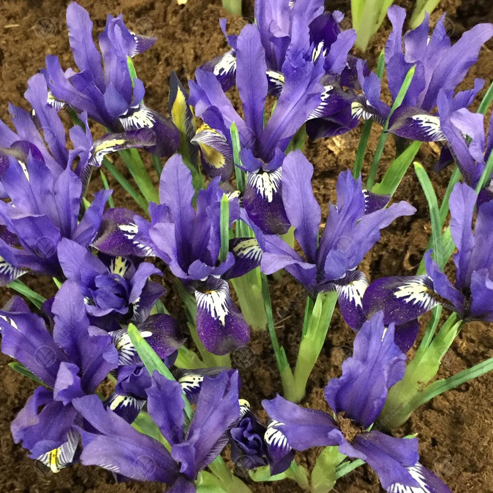 Iris Fabiola -MASTER-