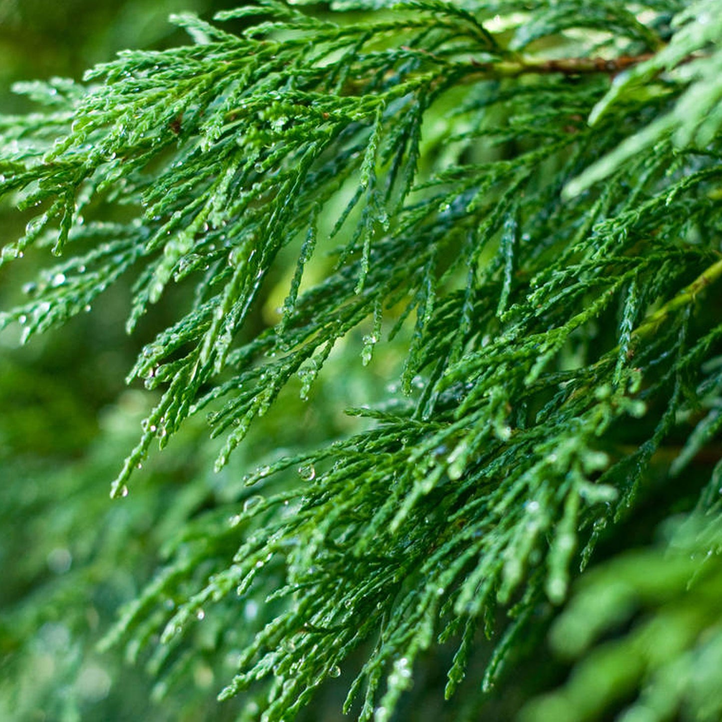 Leylandii Green -Master-