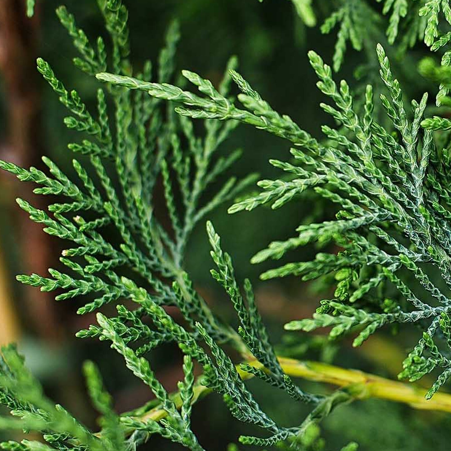 Leylandii Green -Master-