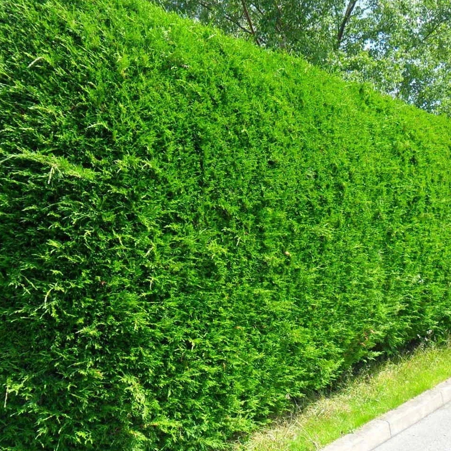 Leylandii Green -Master-