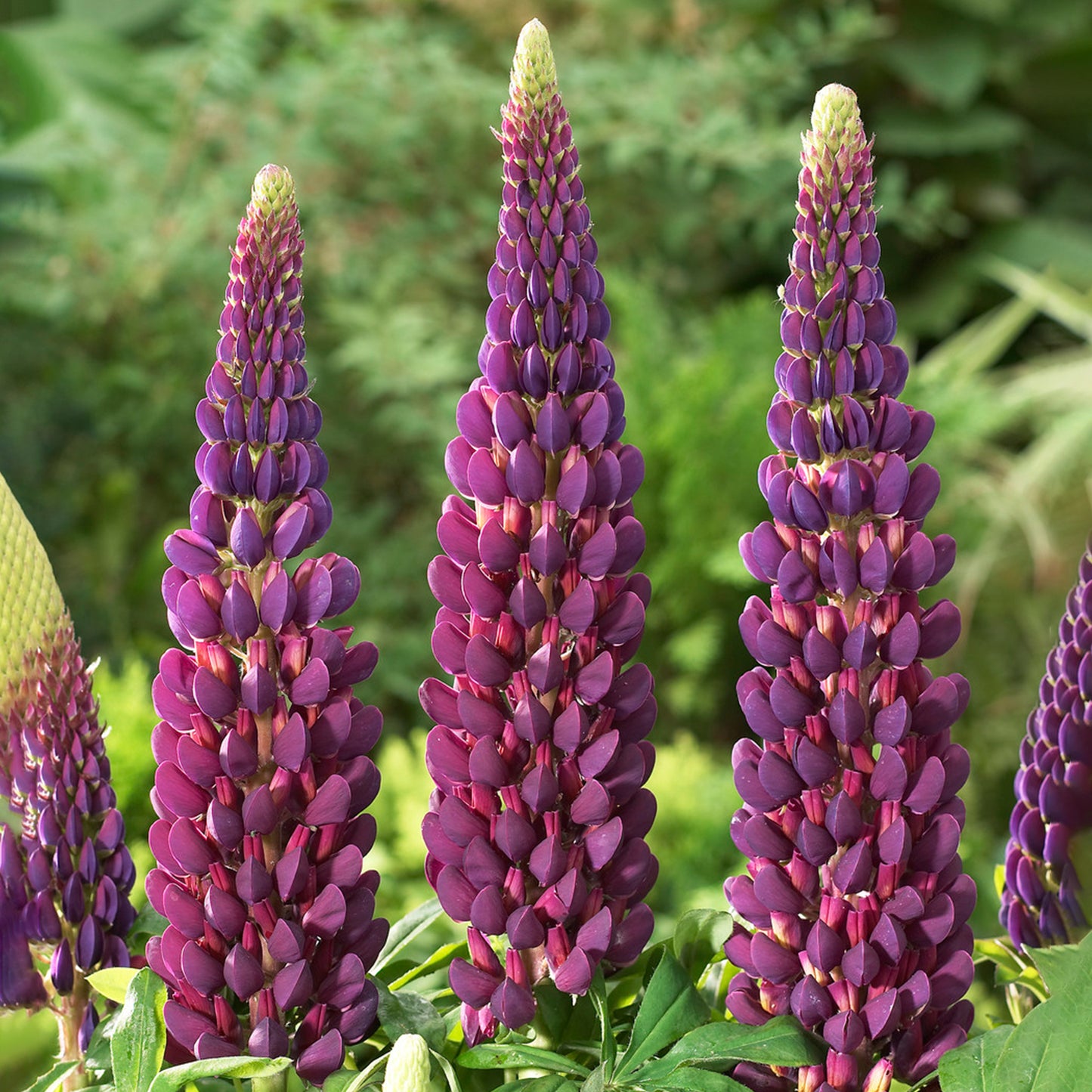 Lupin Masterpiece