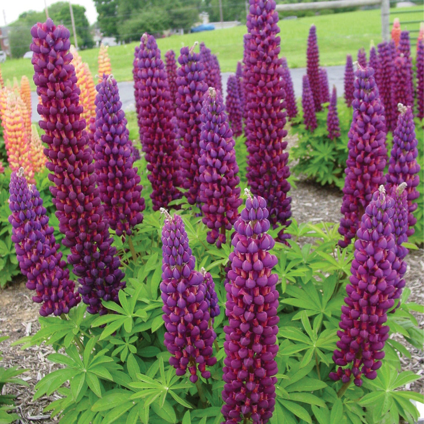 Lupin Masterpiece