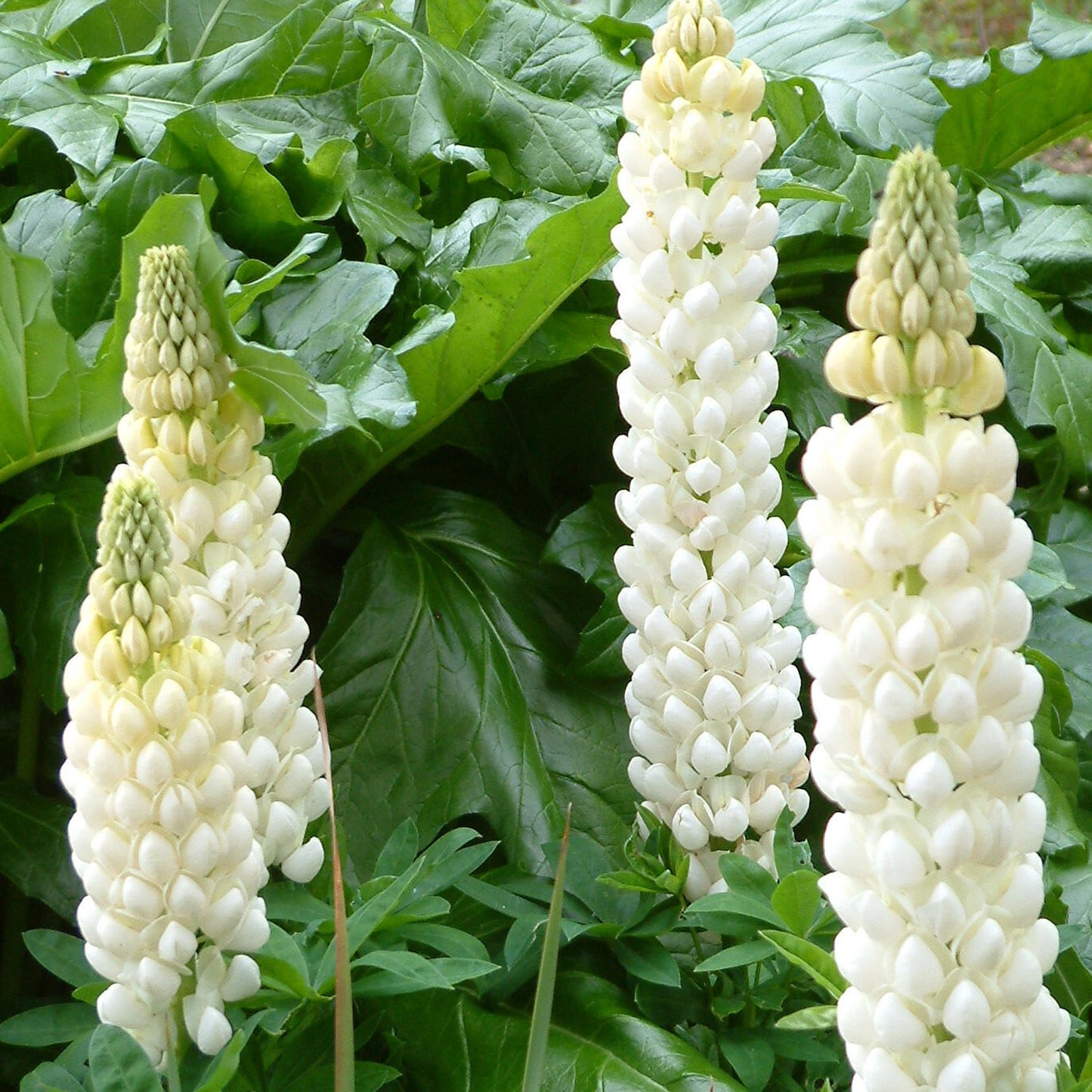 Lupin Polar Princess