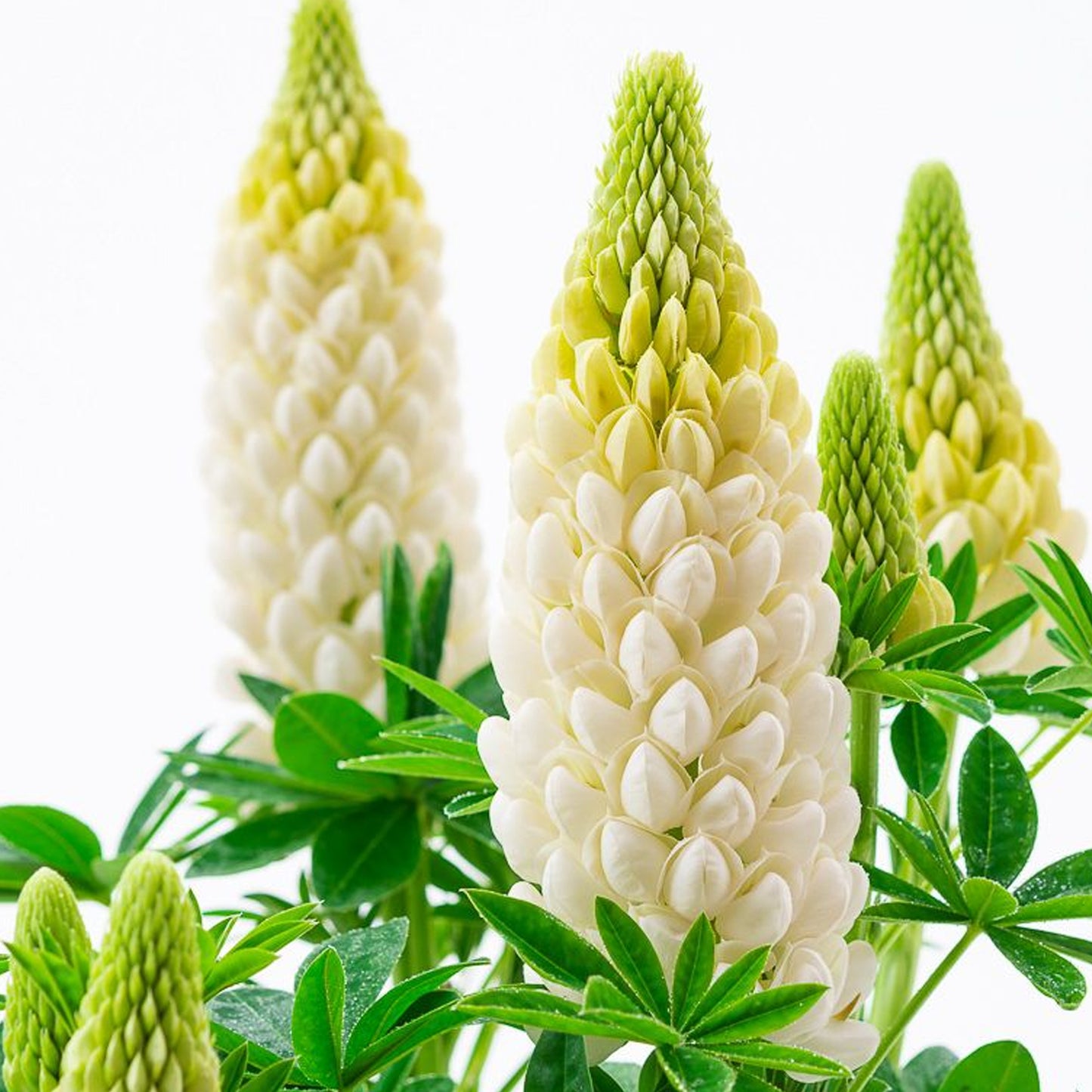 Lupin Polar Princess