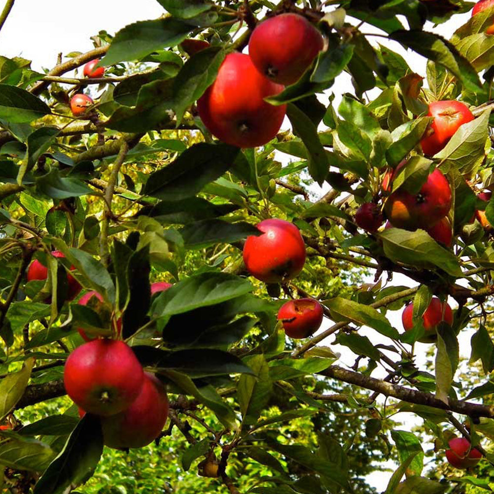 Apple Discovery (12L, 4-5ft)