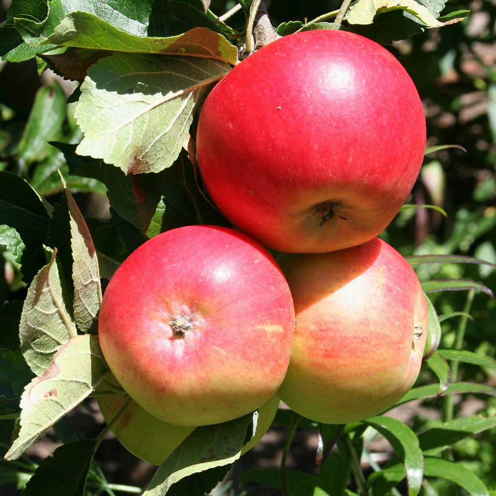 Apple Discovery (12L, 4-5ft)
