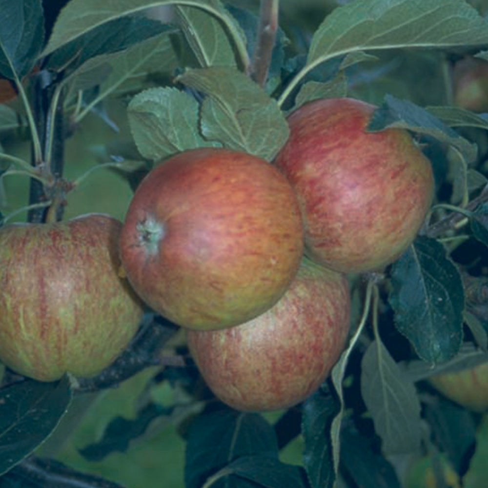 Apple Jupiter (12L, 4-5ft)