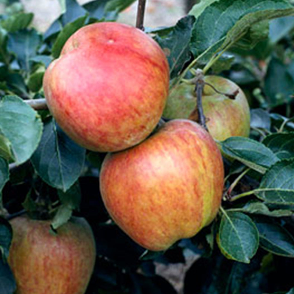 Apple Jupiter (12L, 4-5ft)