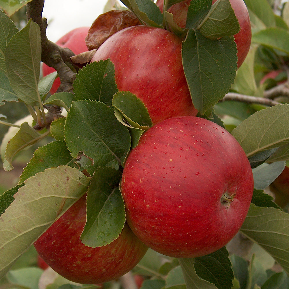 Apple Lord Lambourne (12L, 4-5ft)