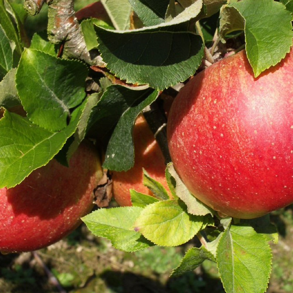 Apple Lord Lambourne (12L, 4-5ft)