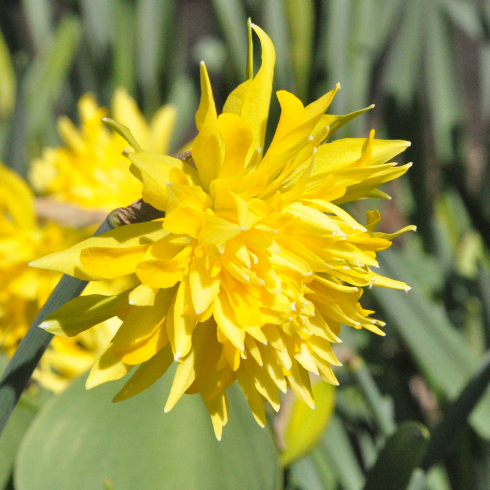 Narcissus Rip Van Winkle -MASTER-