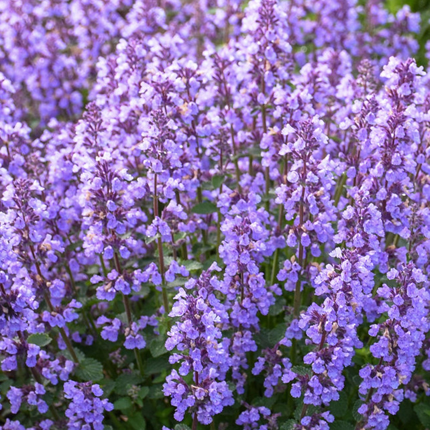 9cm pot (15-30cm)