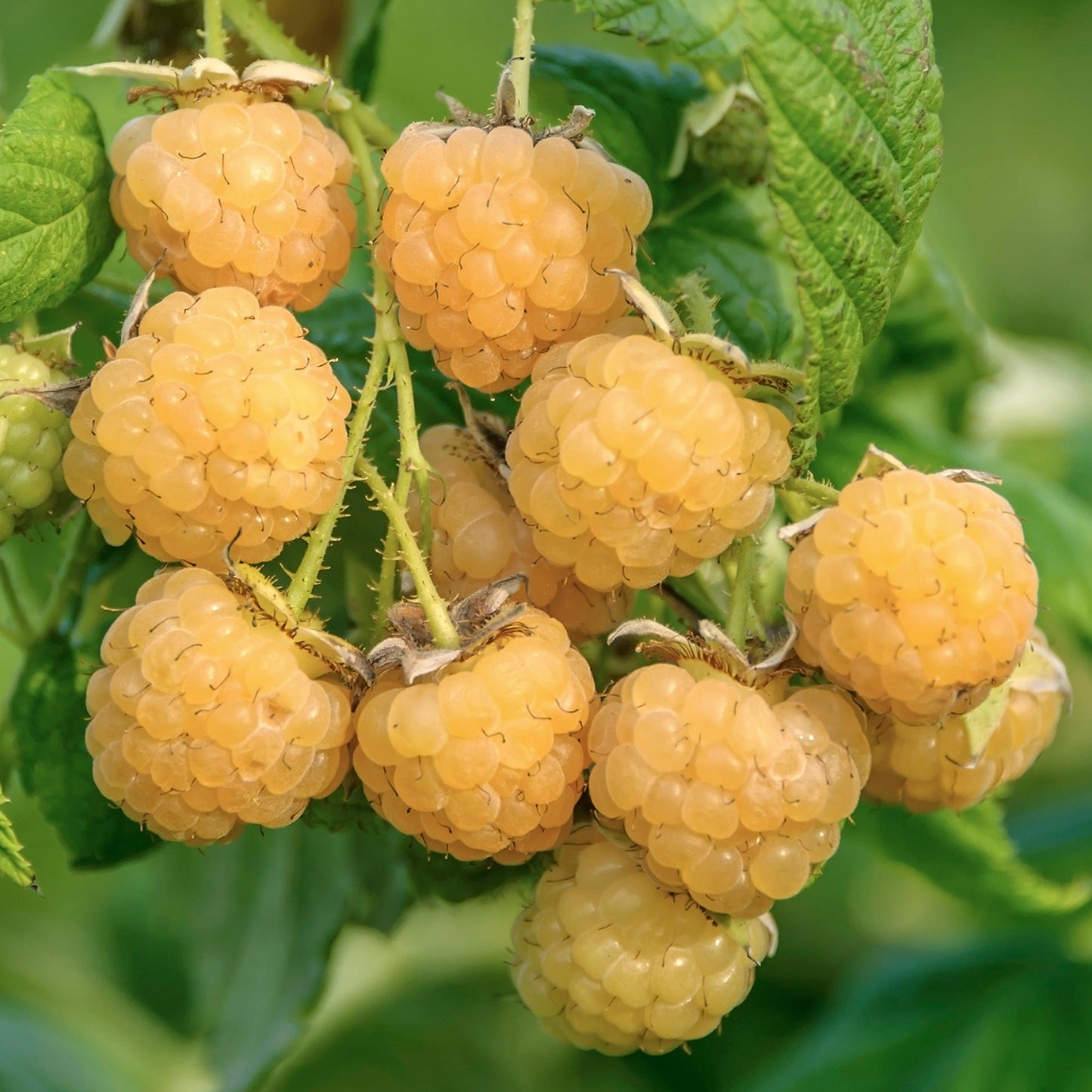 Raspberry All Gold