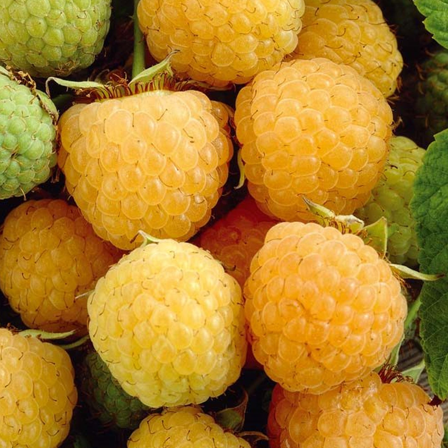 Raspberry All Gold