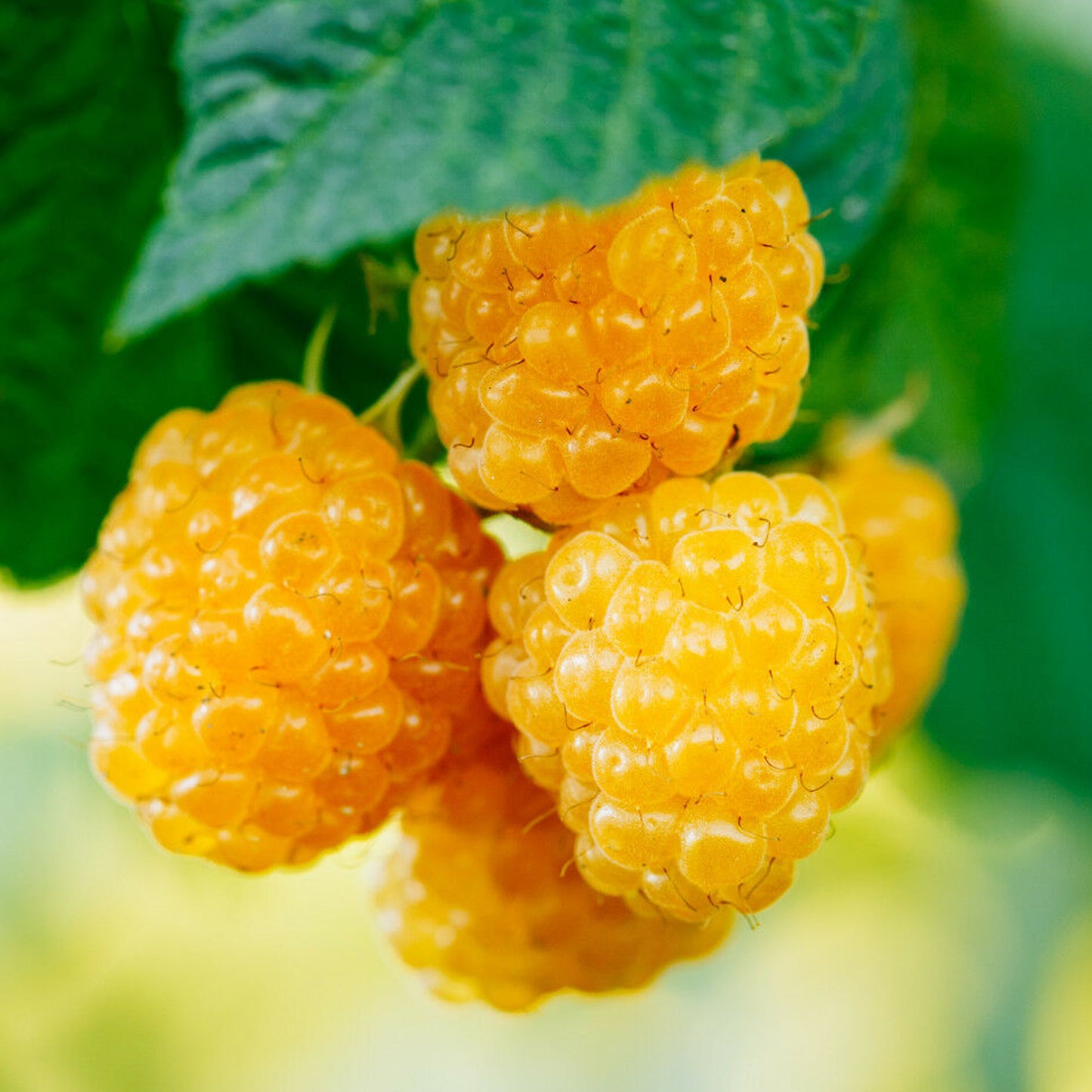 Raspberry All Gold