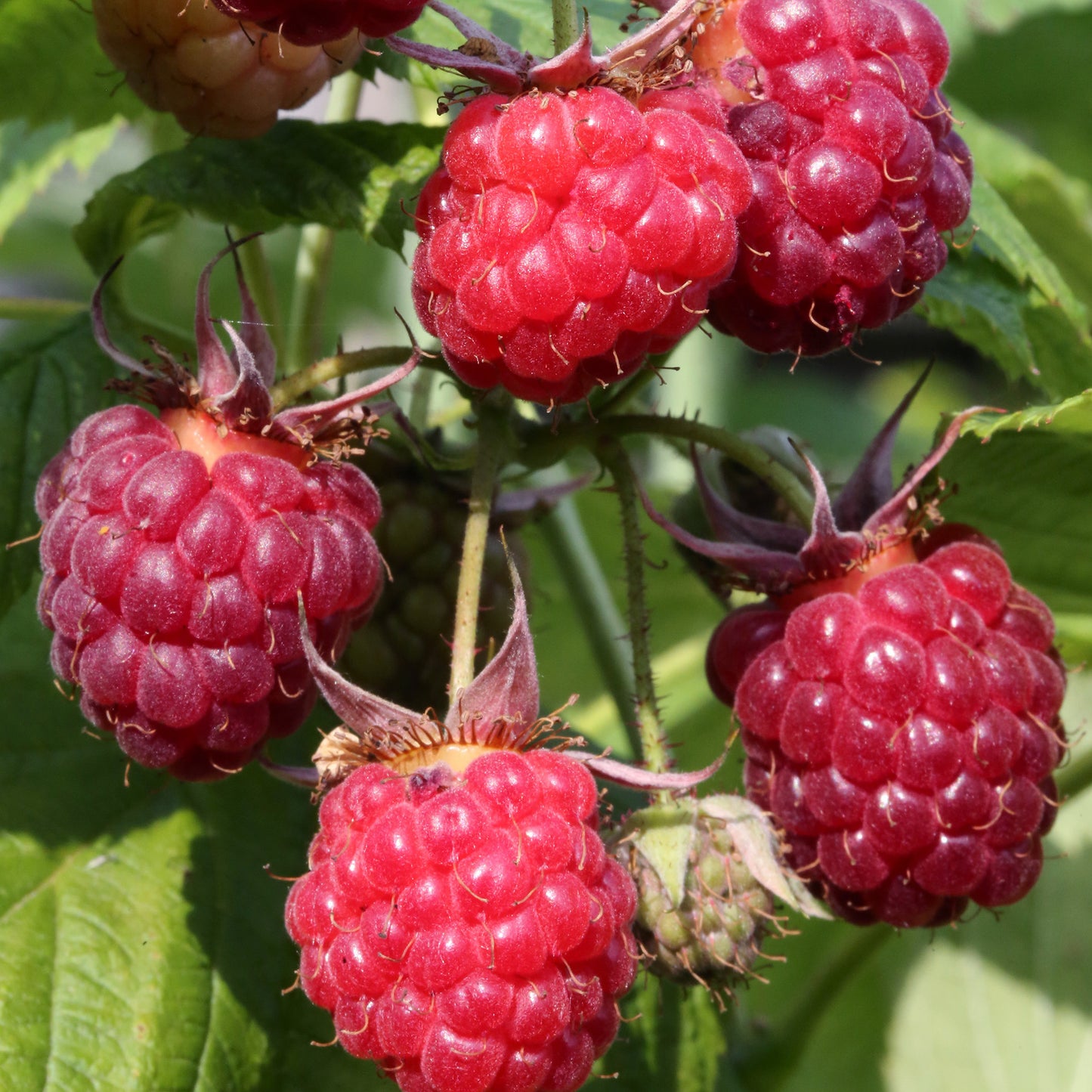 Raspberry Preussen