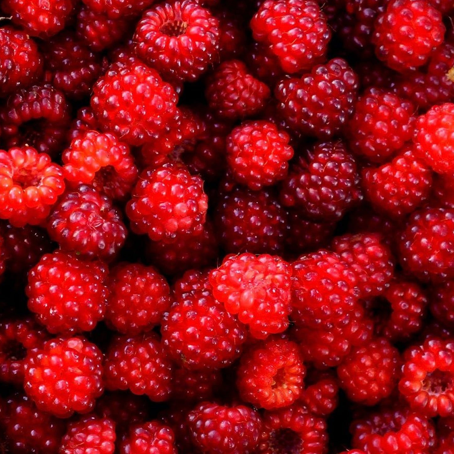 Wineberry