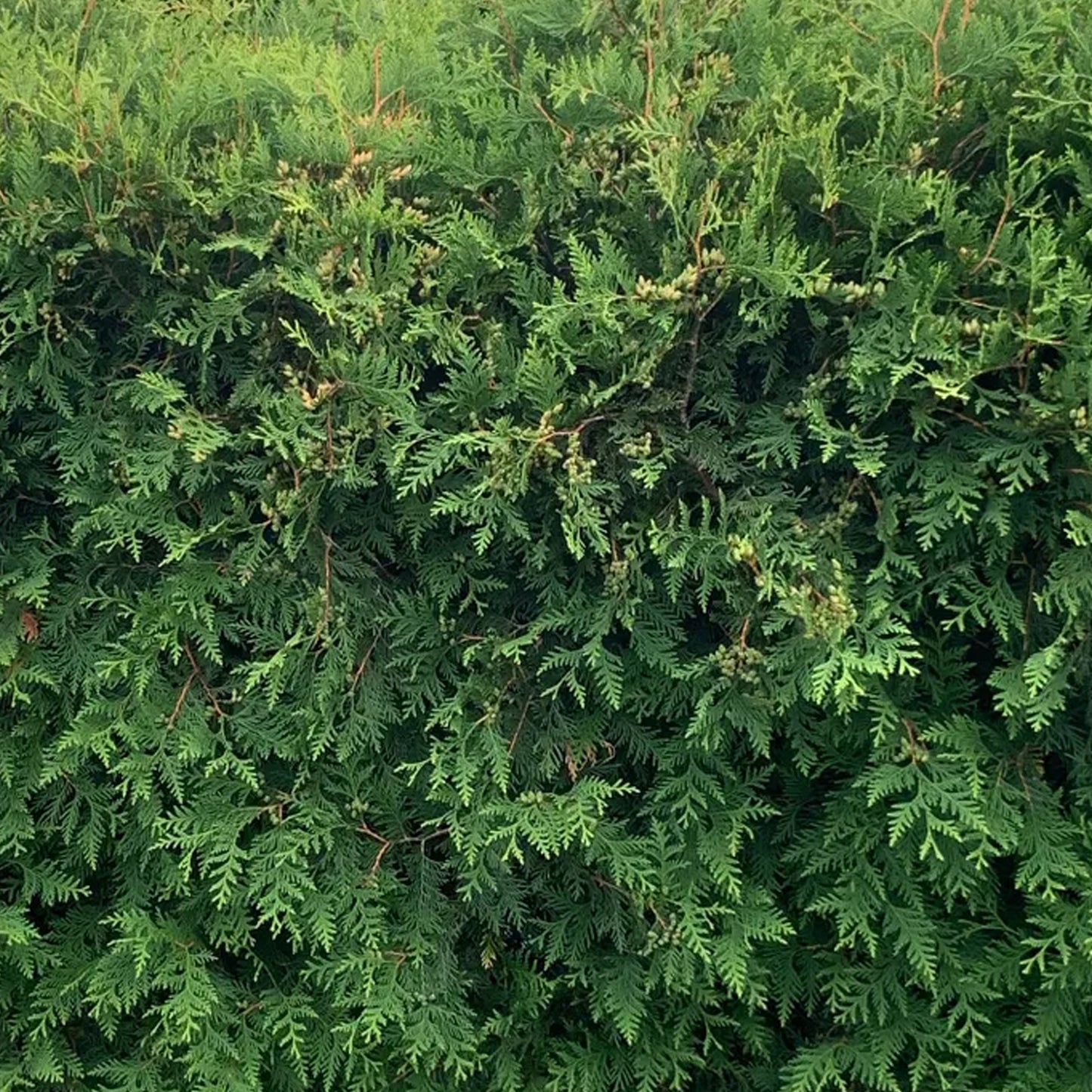 Thuja Holmstrup