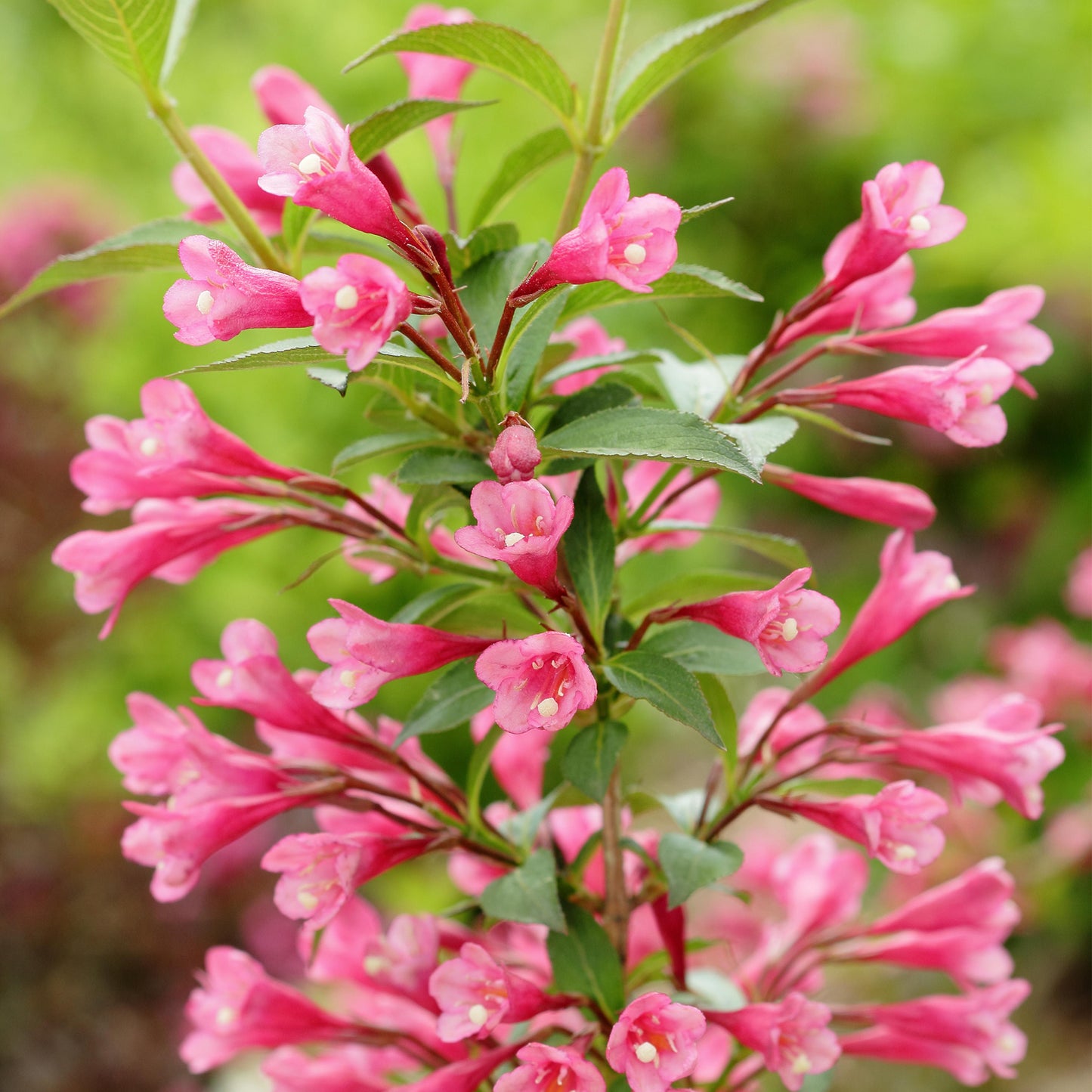 Weigela Ruby Anniversary