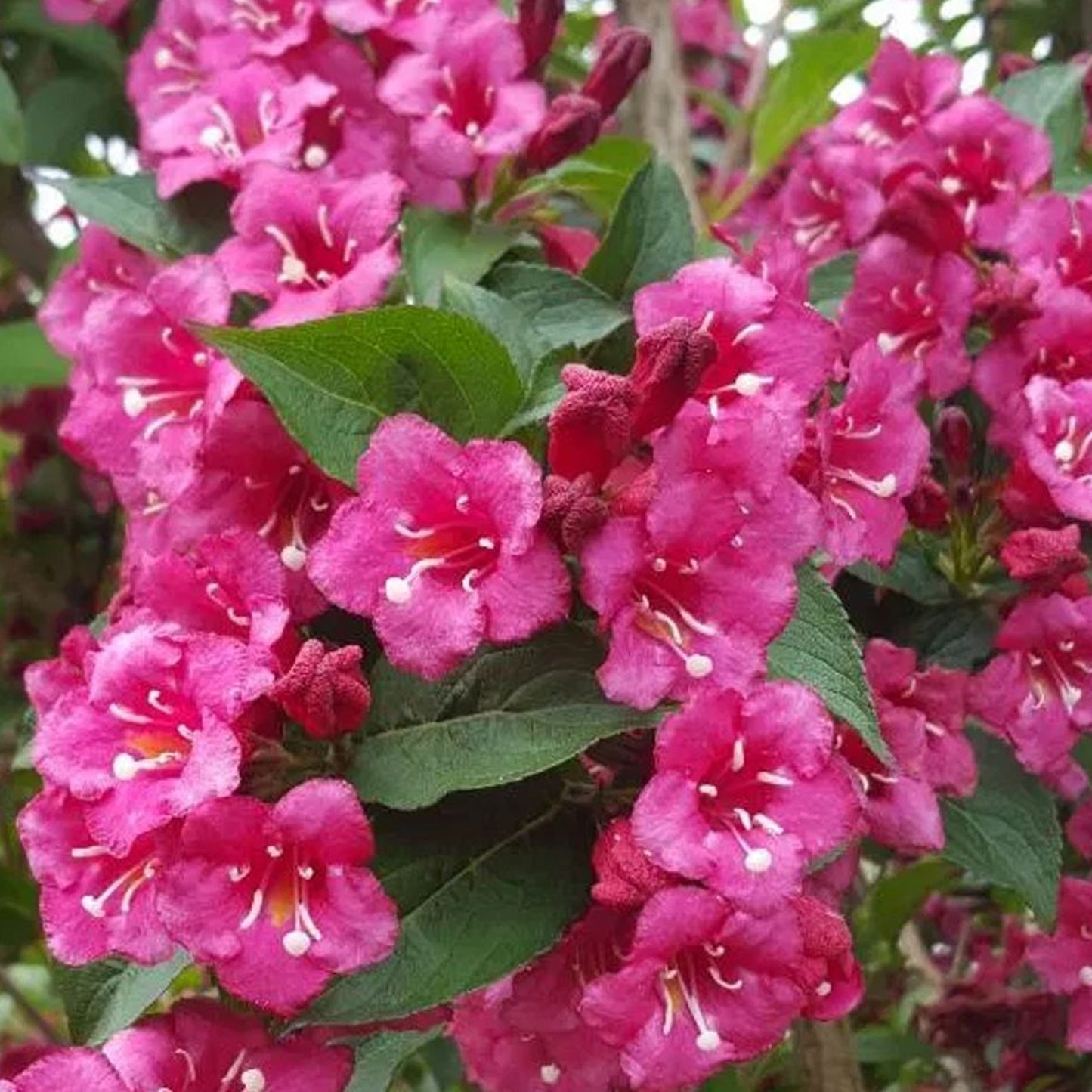 Weigela Ruby Anniversary