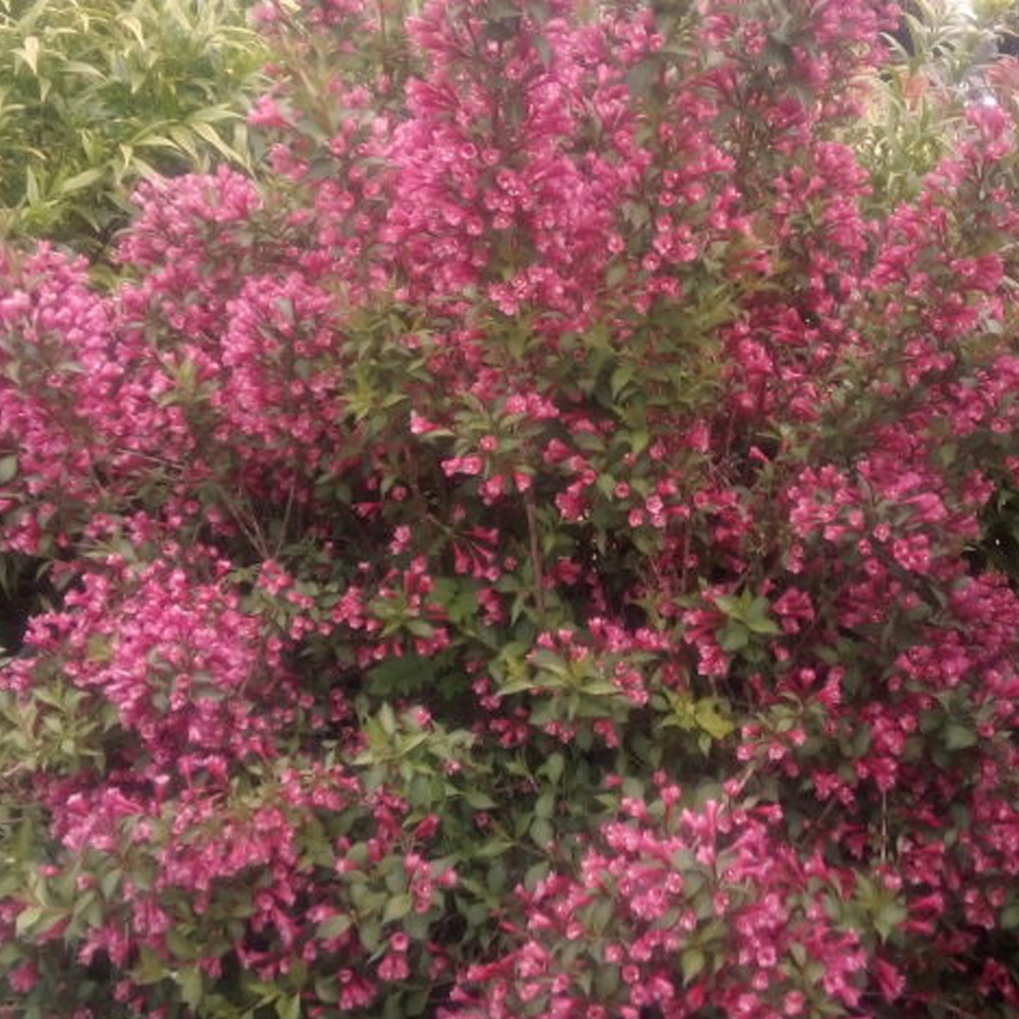 Weigela Ruby Anniversary