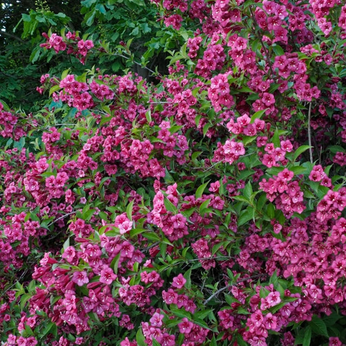 Weigela Rumba