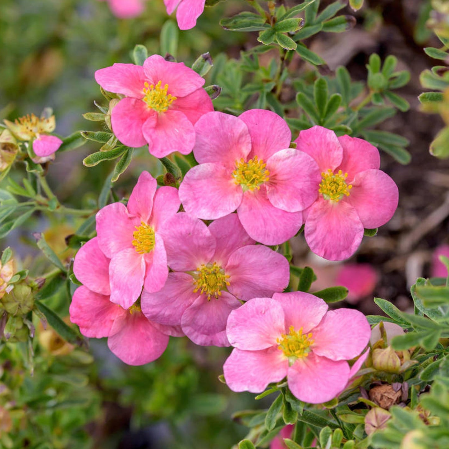 Potentilla Bellissima (9cm)