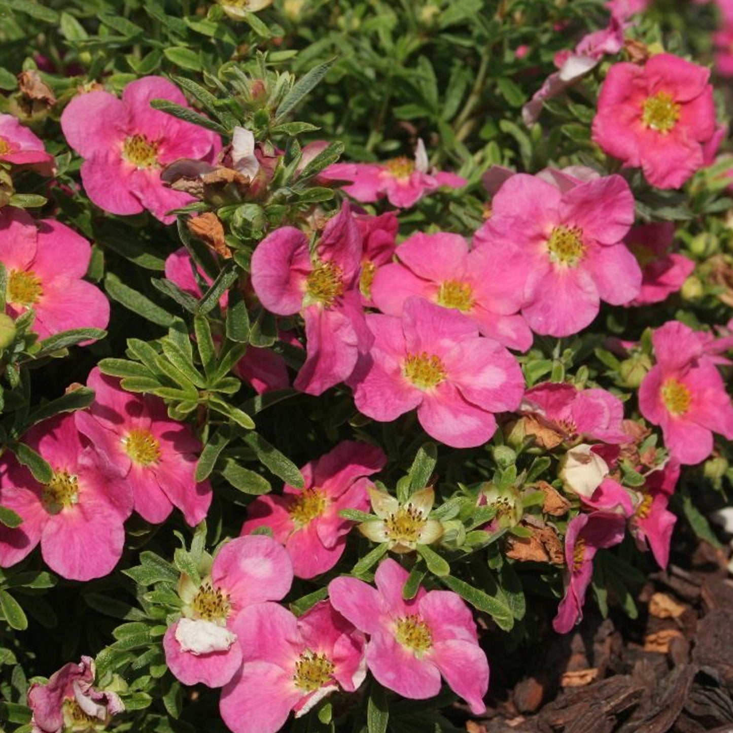 Potentilla Bellissima (9cm)
