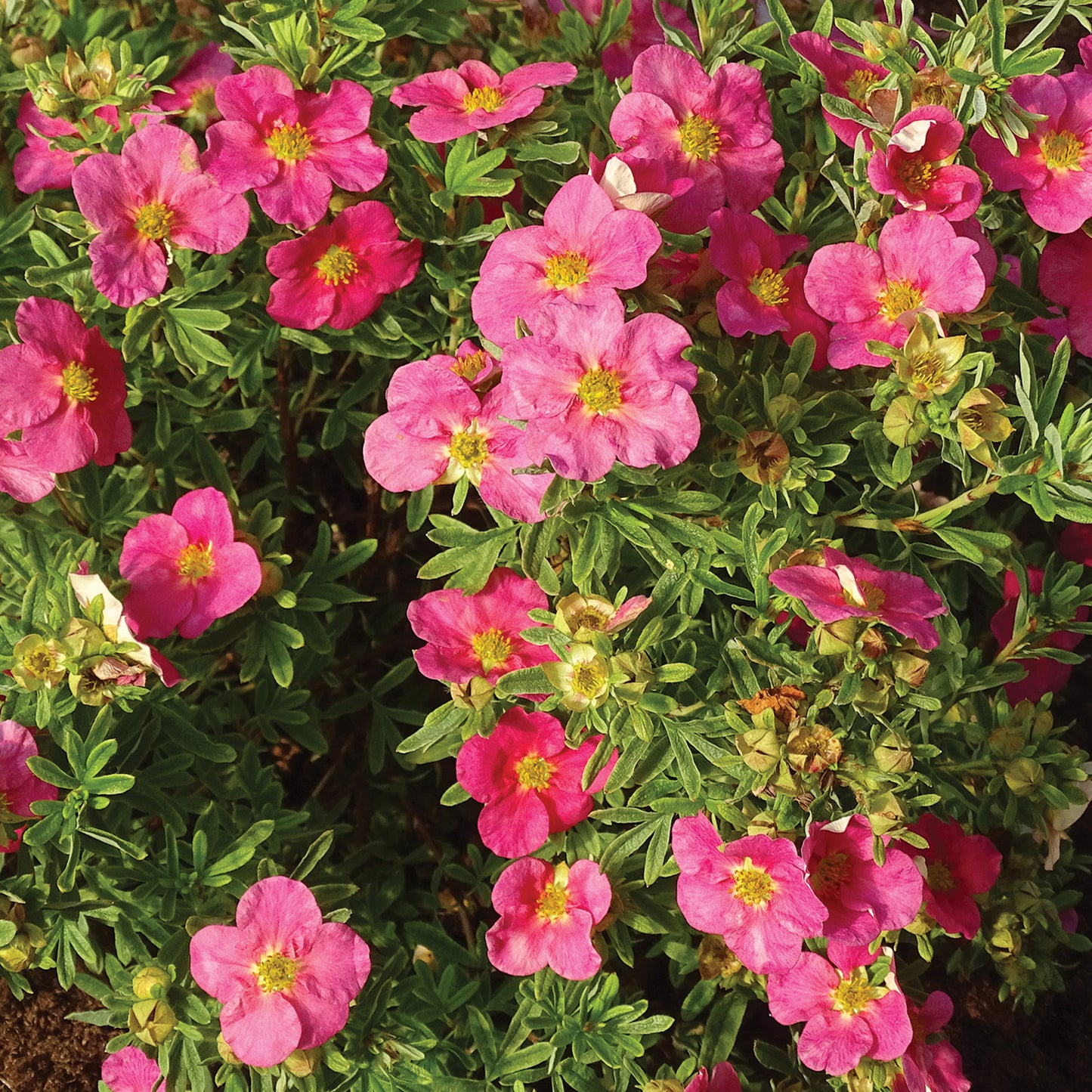 Potentilla Bellissima (9cm)