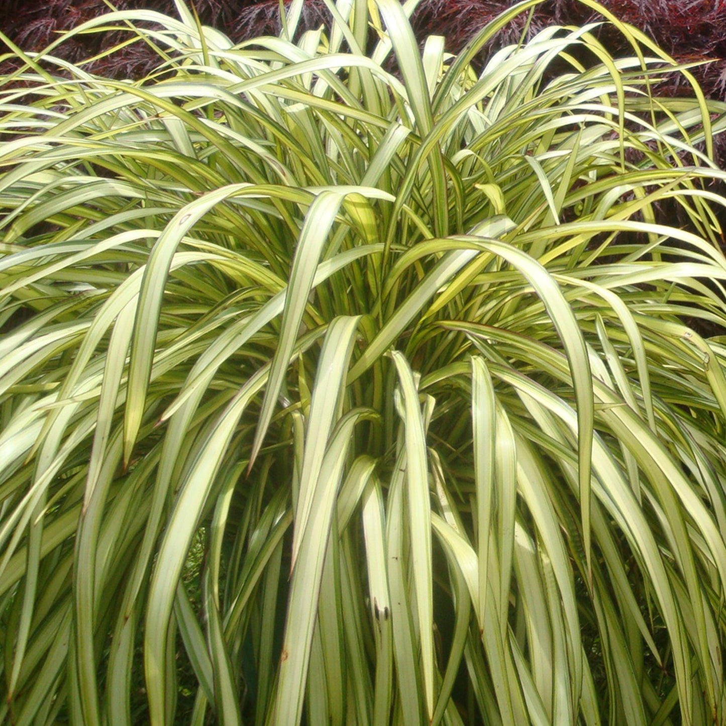Phormium Blondie (9cm)