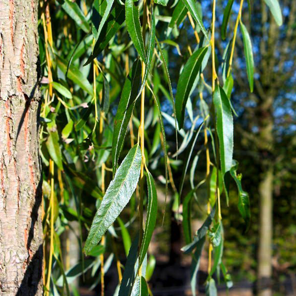 Salix Chrysocoma Tree (12L, 5-6ft)