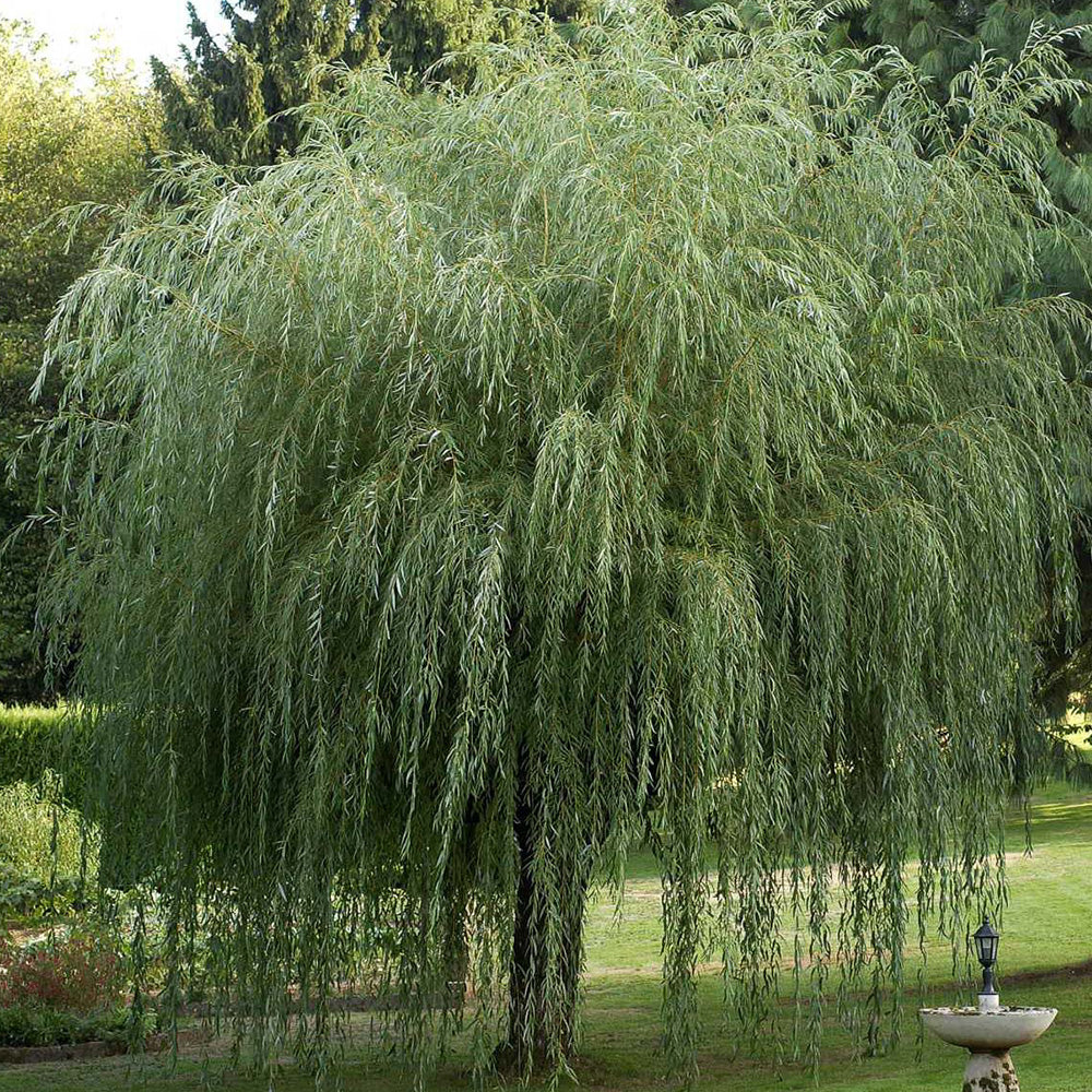 Salix Chrysocoma Tree (12L, 5-6ft)