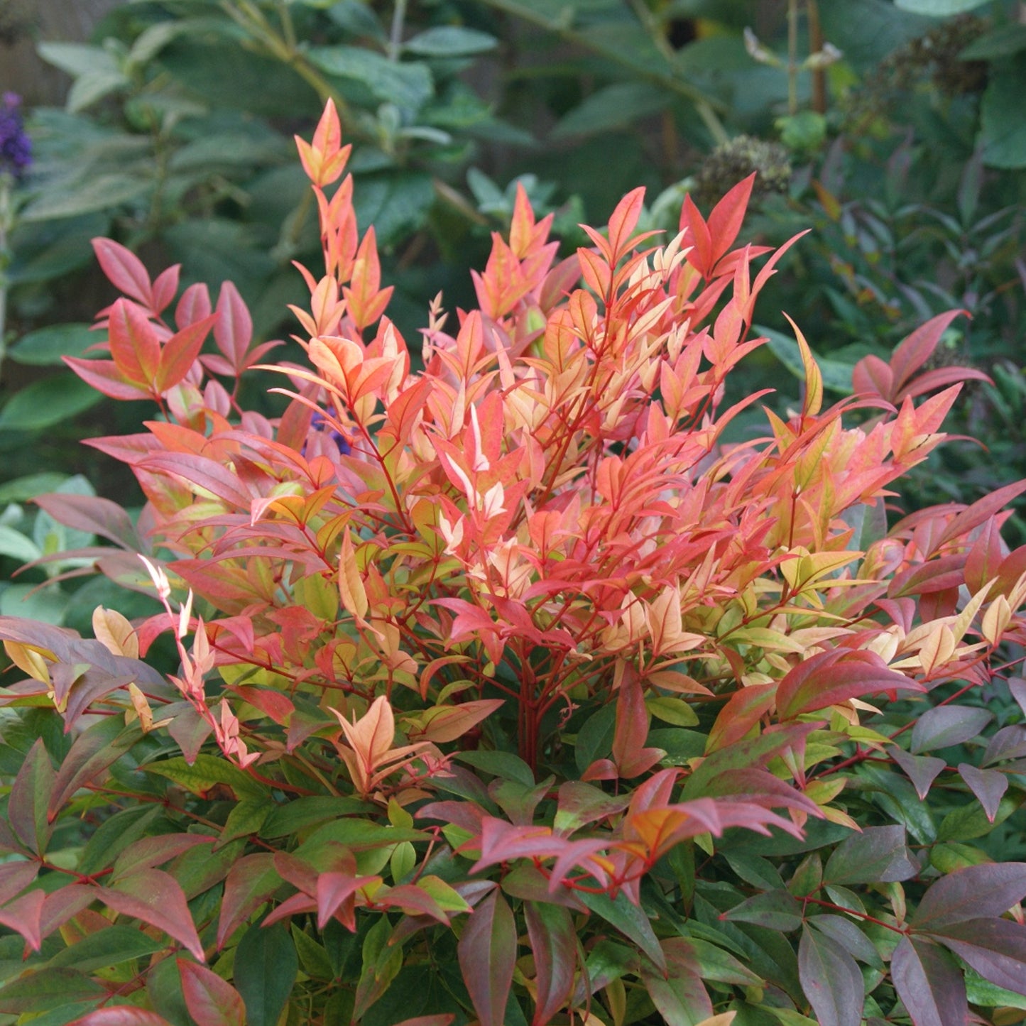 Nandina Sunset Boulevard (9cm)