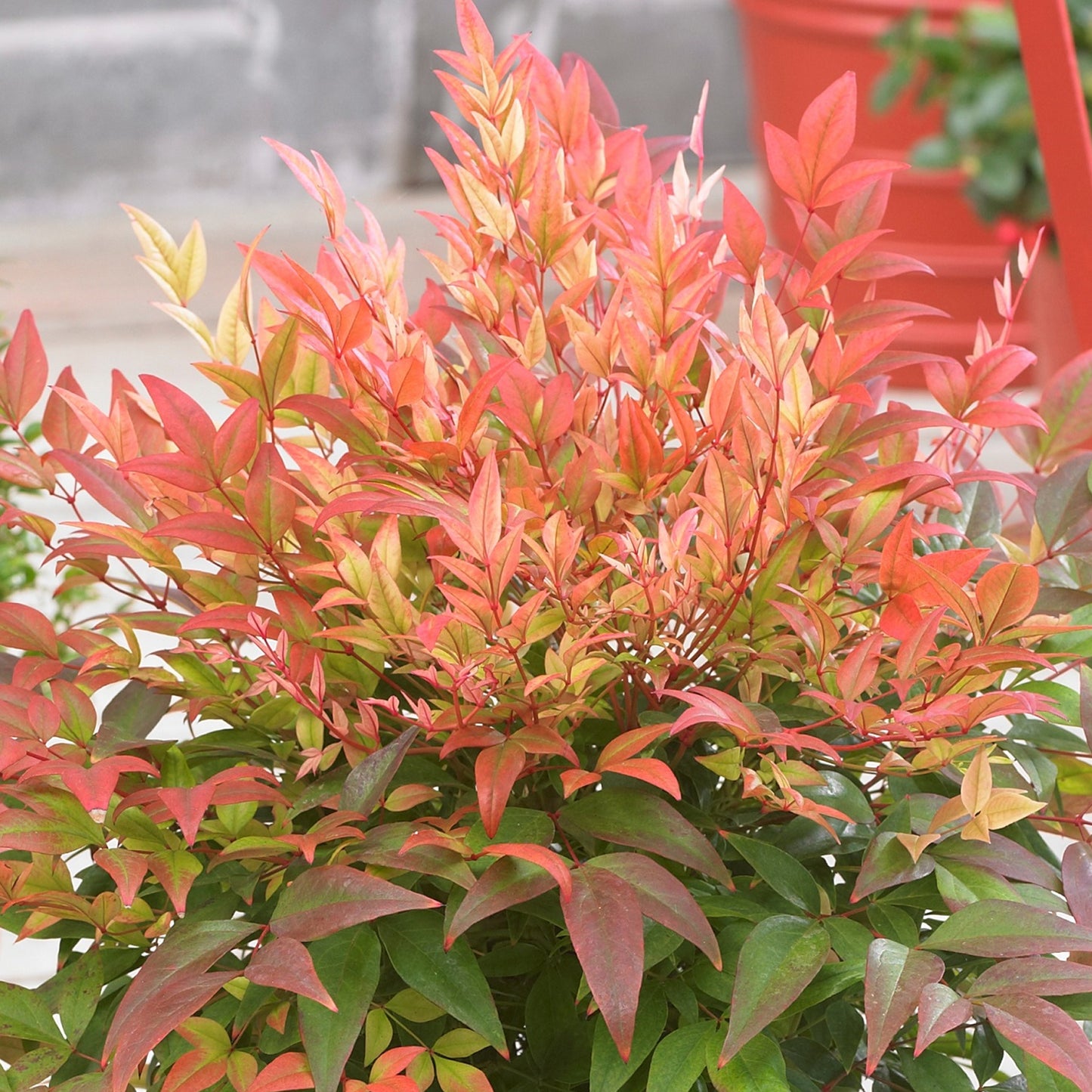 Nandina Sunset Boulevard (9cm)