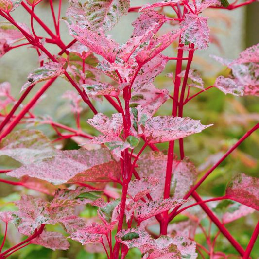 Acer Red Flamingo (12L, 5-6ft)