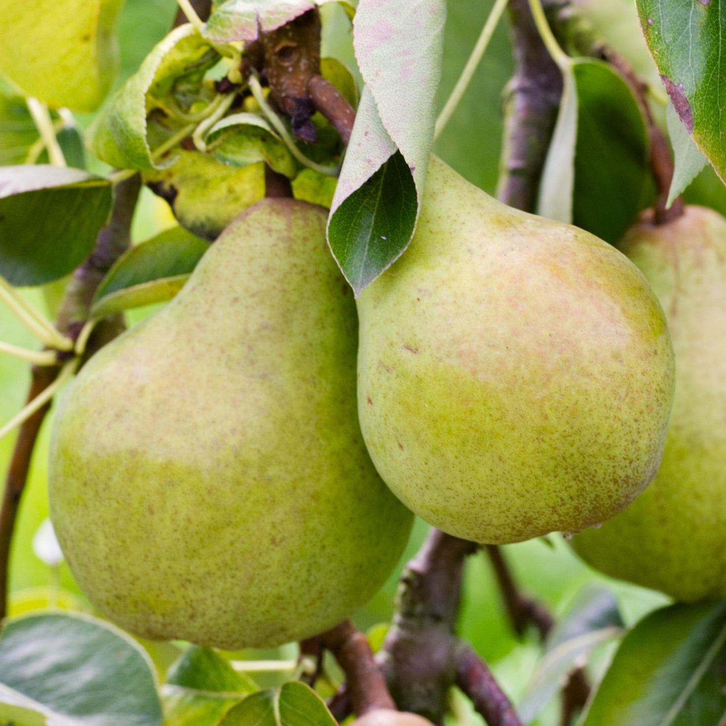 Pear Williams Tree (7.5L, 4-5ft)