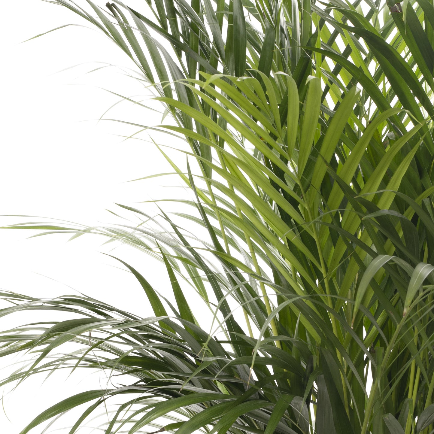 Areca Palm