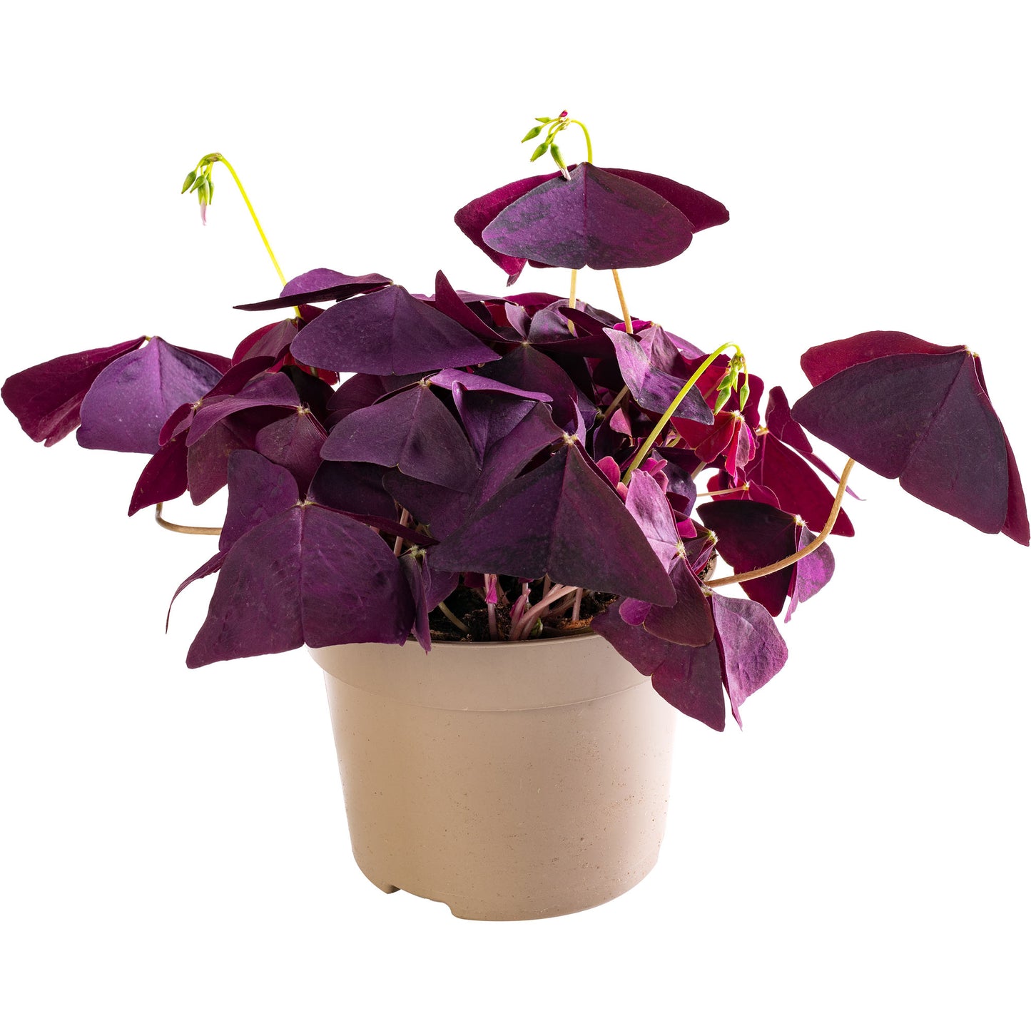 Tropical Indoor Mix (Agalonema, Oxalis, Triostar 12cm)