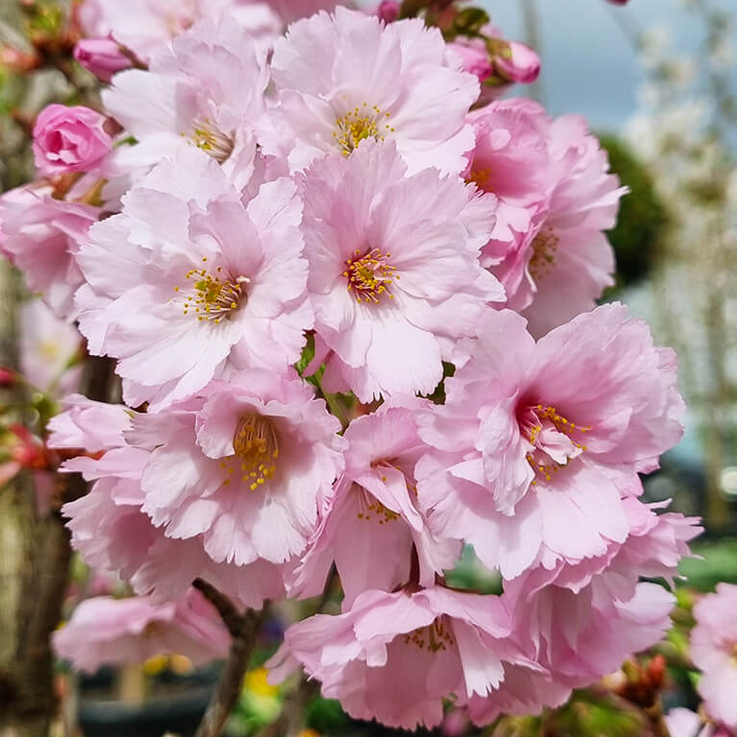 Prunus First Blush (12L, 5-6ft)