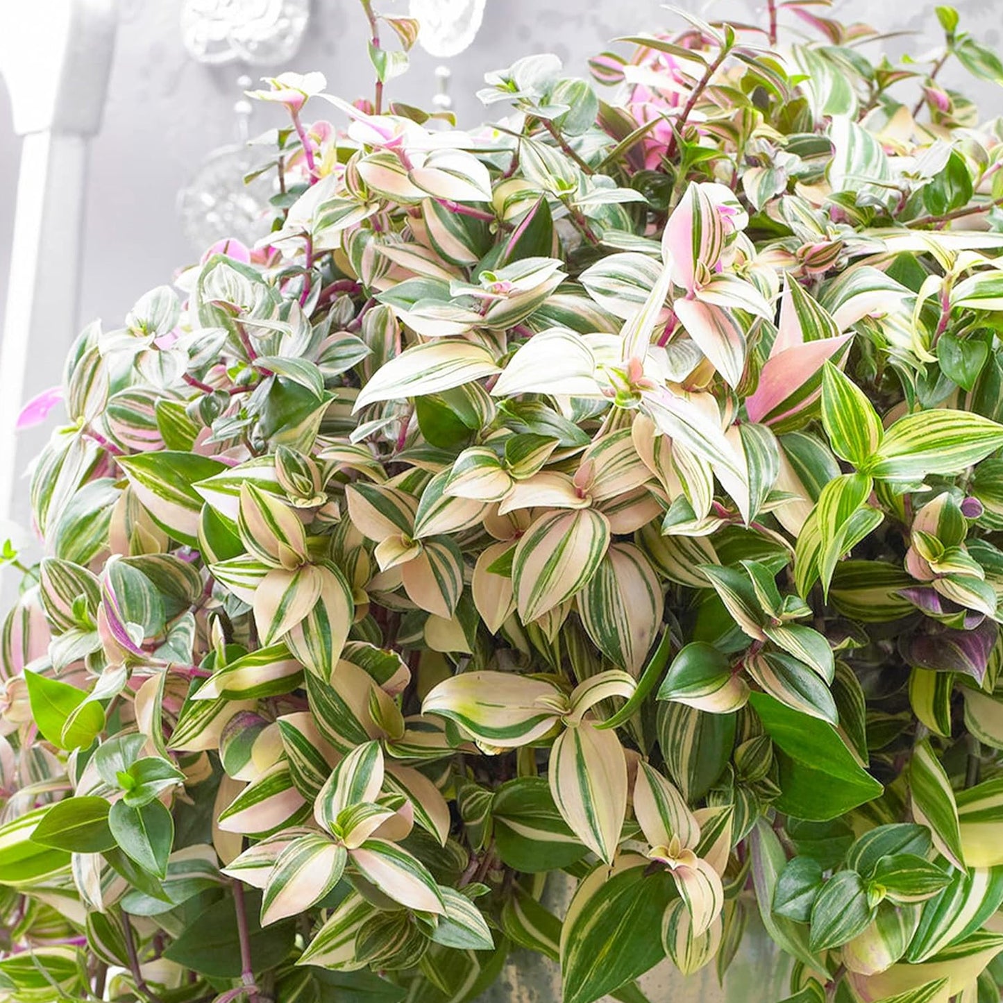 Tradescantia Quadricolor (12cm) V4