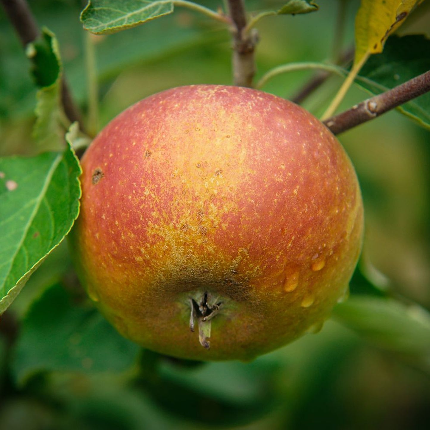 Apple Cox's Orange Pippen Tree (7.5L, 4-5ft)