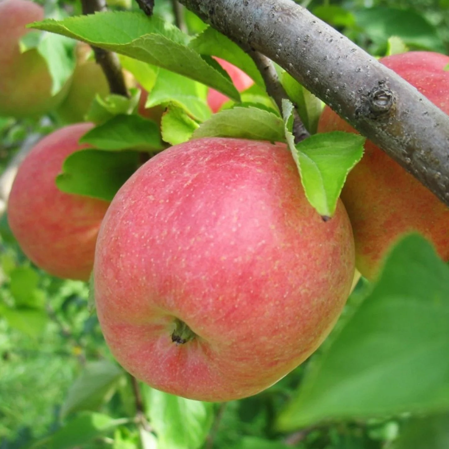 Apple Gala Tree (7.5L, 4-5ft)