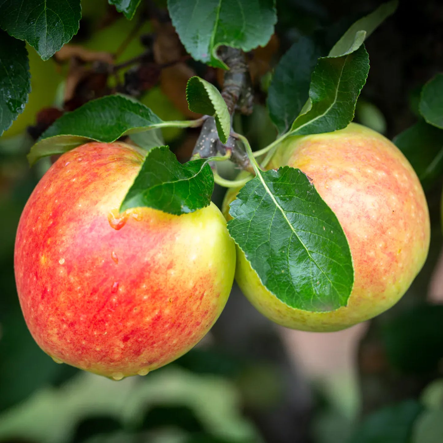 Apple James Grieve Tree (7.5L, 4-5ft)