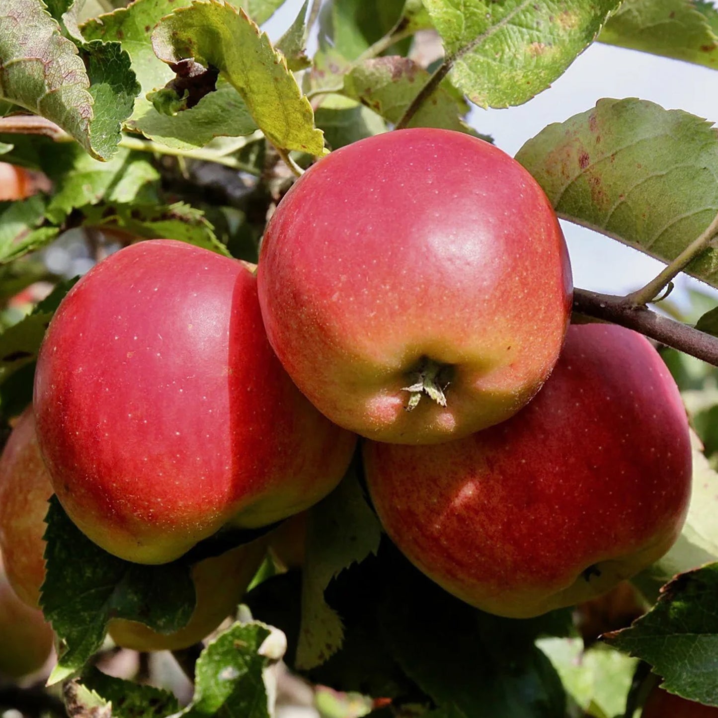Apple Jonagold (7.5L, 4-5ft)