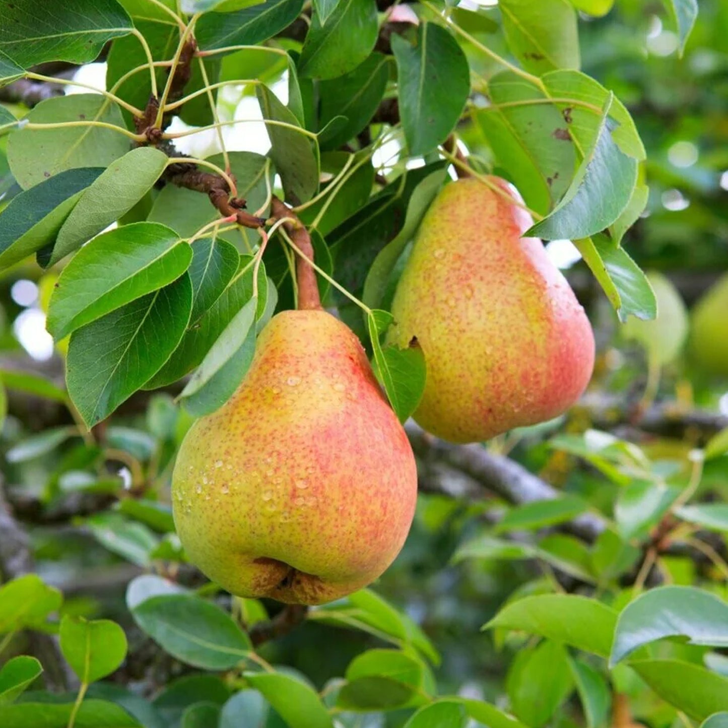 Pear Williams Tree (7.5L, 4-5ft)