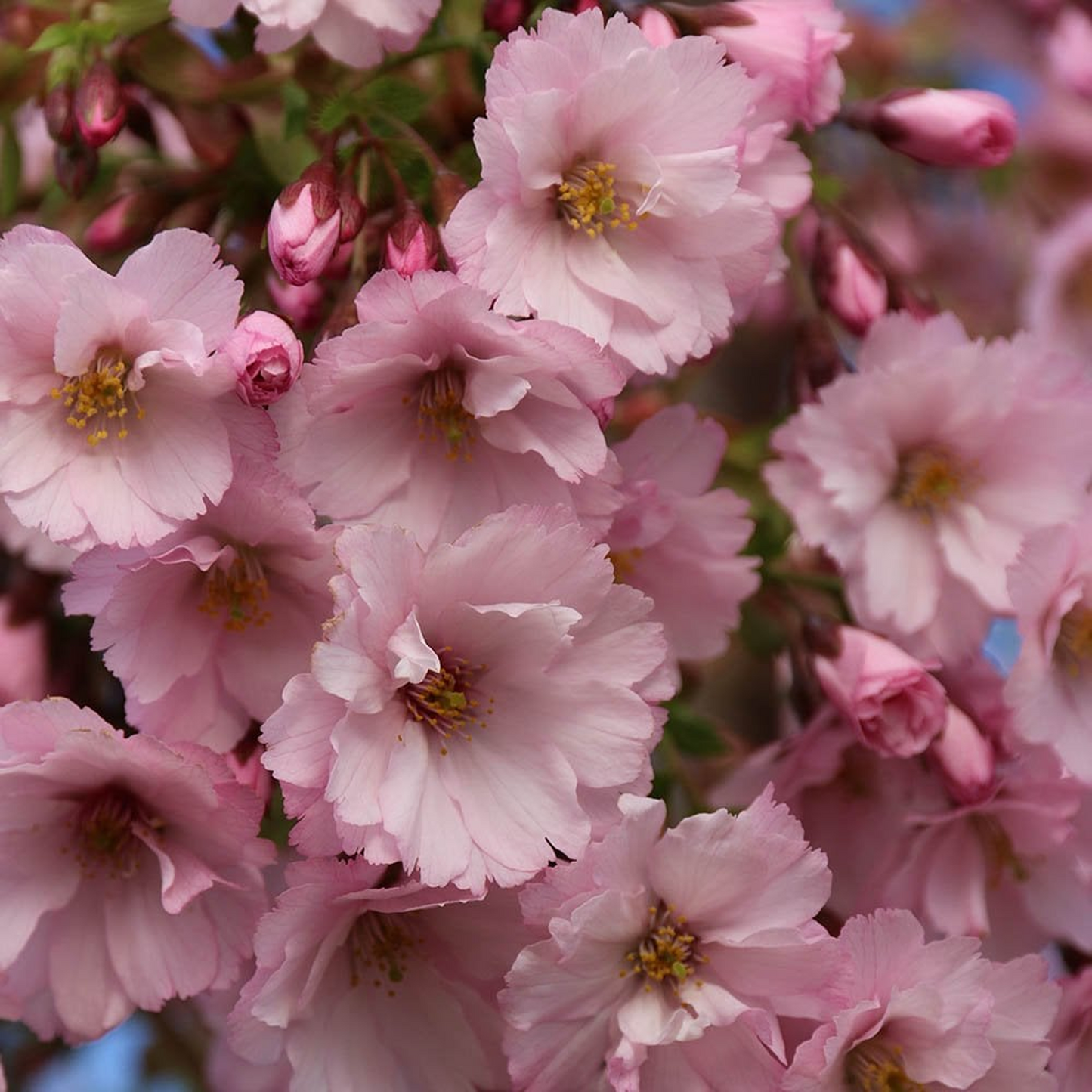 Prunus First Blush (12L, 5-6ft)