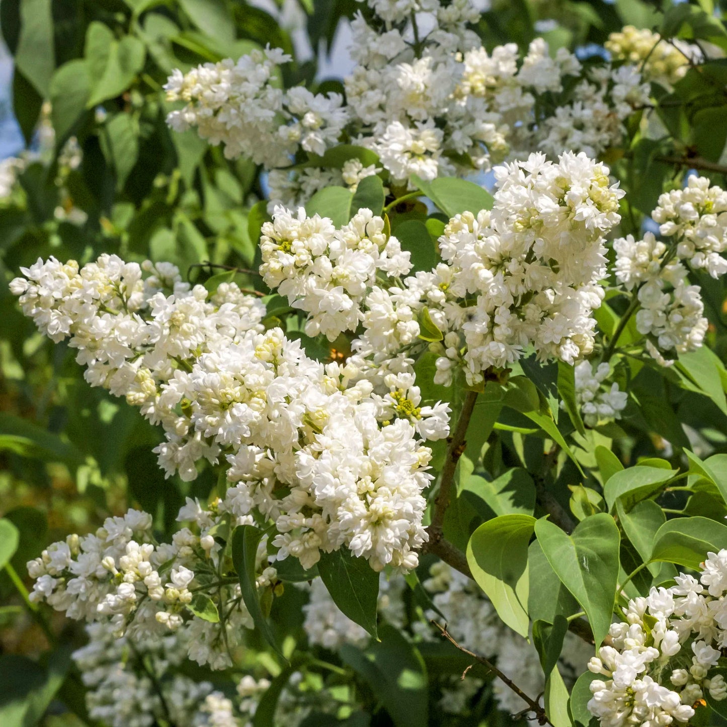 Syringa Madame Lemoine (10L, 5-6ft)