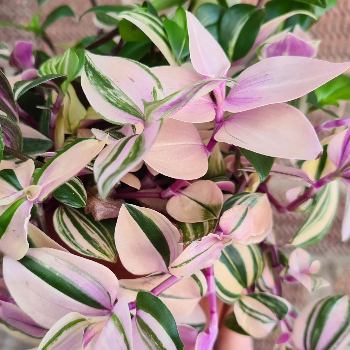 Tradescantia Quadricolor (12cm) V4