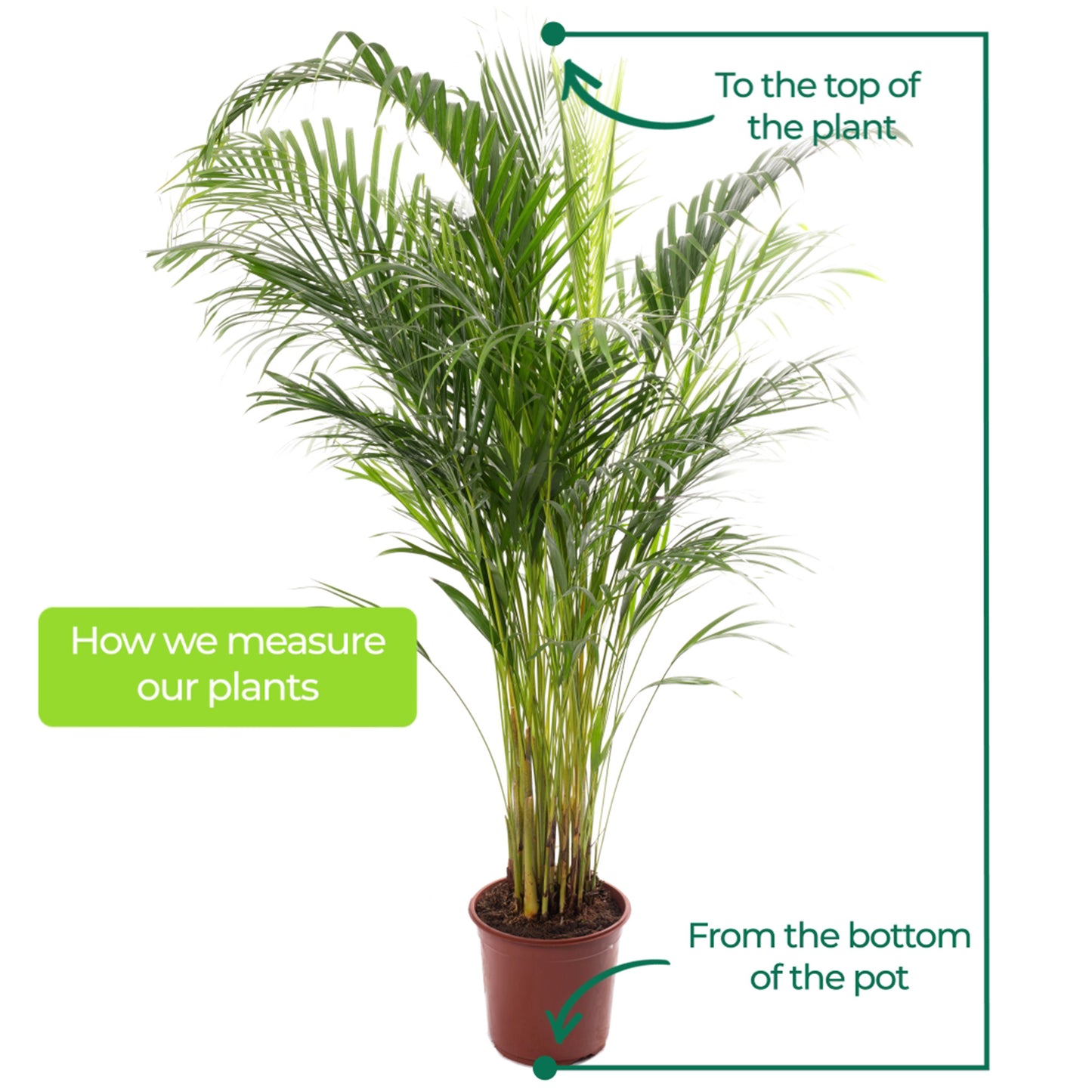Areca Palm