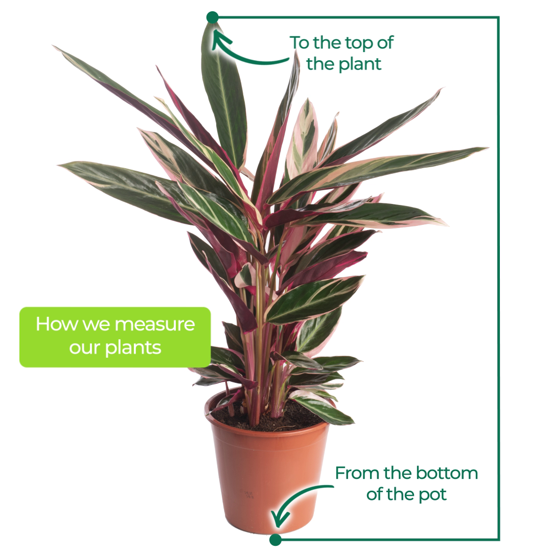 Tropical Indoor Mix (Agalonema, Oxalis, Triostar 12cm)